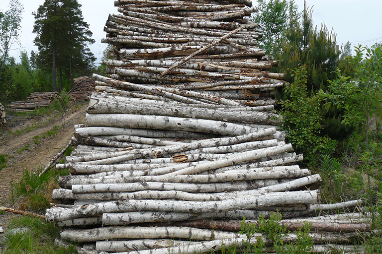 Pile of cut trees.