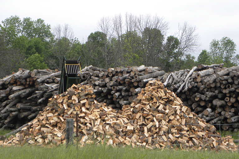 Pile of cut trees and logs.