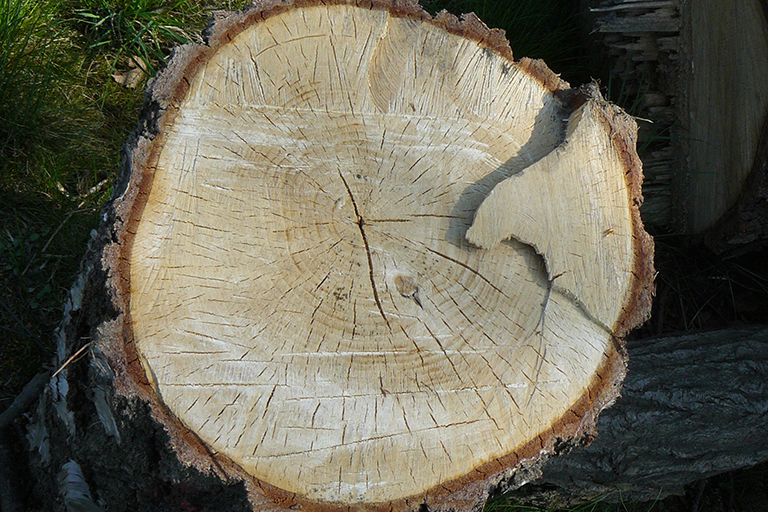 Close up of cut tree branch.