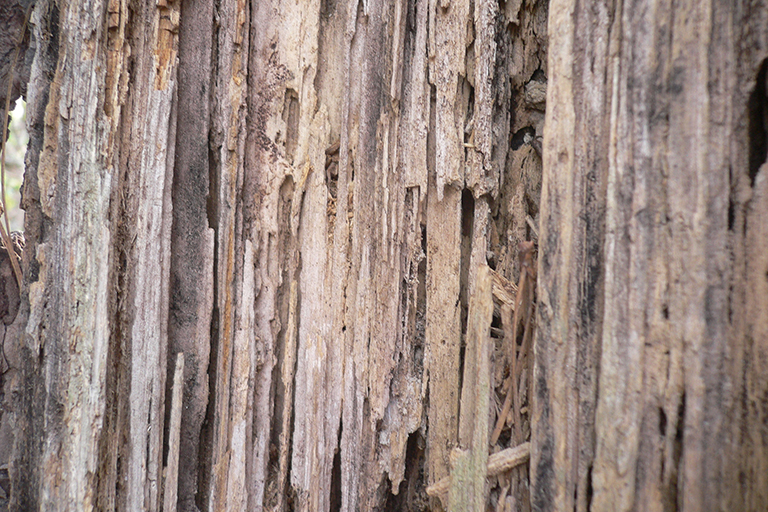 Brown bark with vertical pattern.