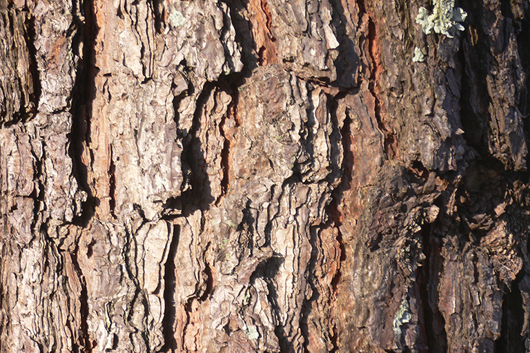 Close up of tree trunk with brown bark.