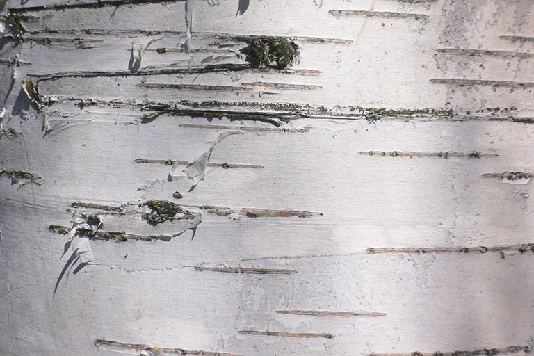 Close up of a mostly smooth tree trunk with white bark.