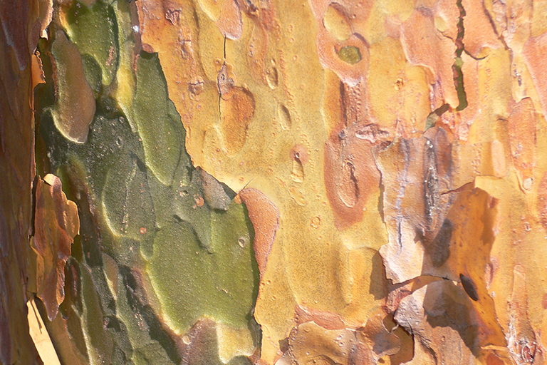 Close up of tree trunk with yellow, orange, and green bark.