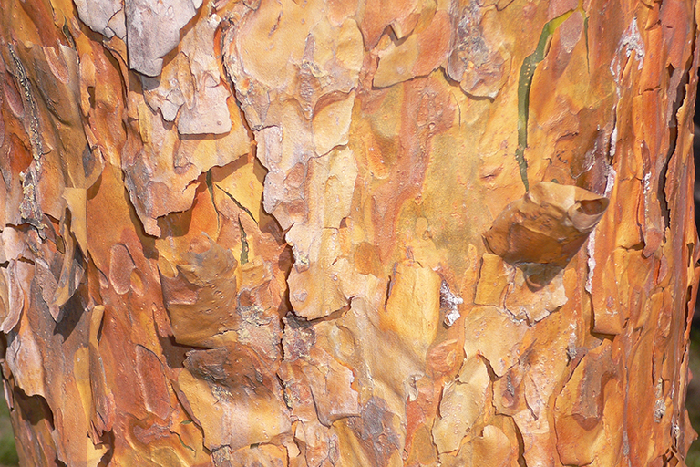 Close up of tree trunk with flaking yellow, orange, and green bark.