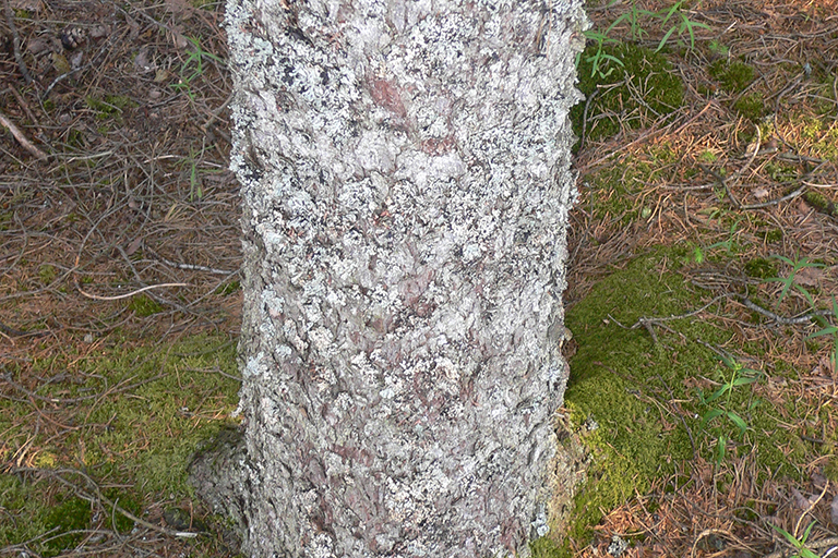 Close up of a tree trunk with white, green, and brown bark.
