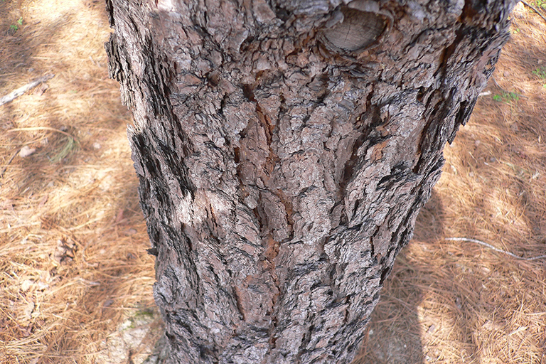 Tree trunk with brown bark.