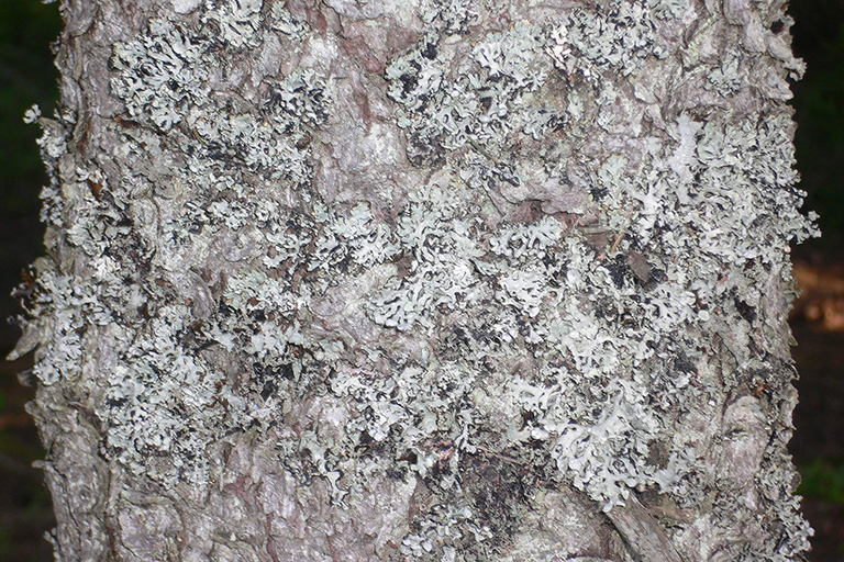 Close up of white and brown tree bark with light green moss.