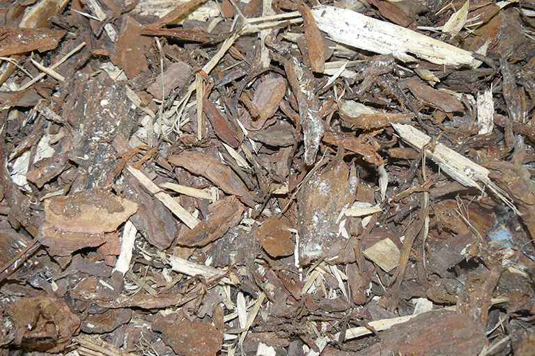 Several pieces of a tree bark that flaked off onto the ground with leaves.