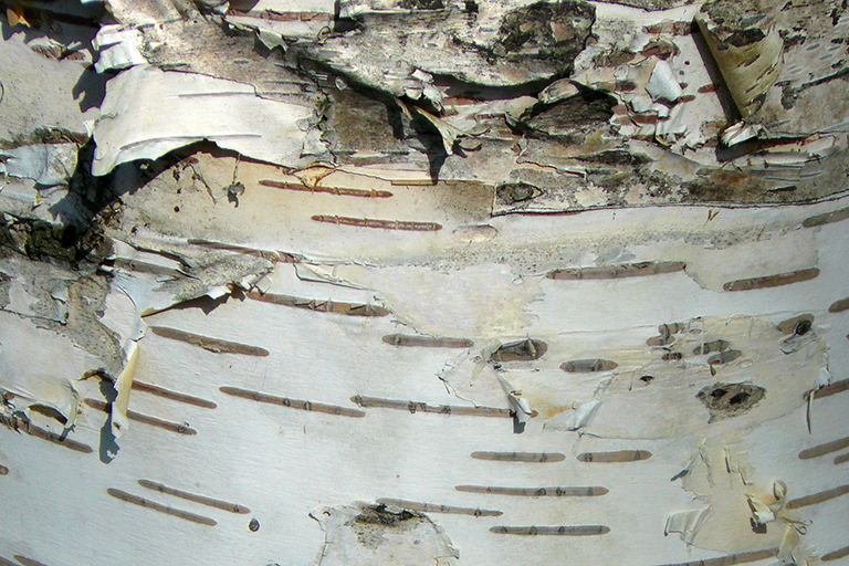 Close up of tree trunk with white and brown bark flaking off.