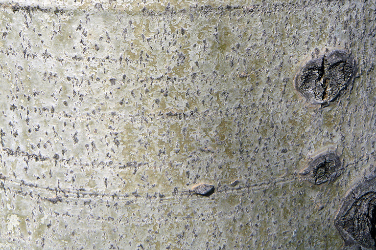 Close up of white and gray tree bark with flecks of green.