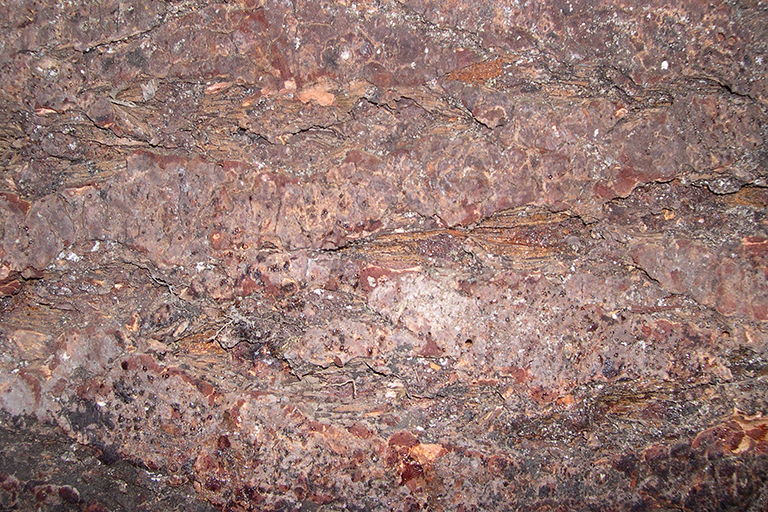 Close up of tree trunk with red bark.
