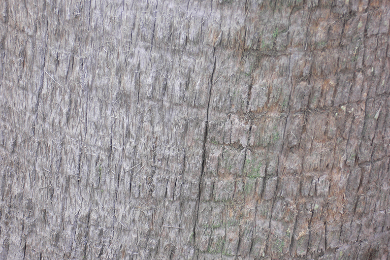Close up view of tree bark.