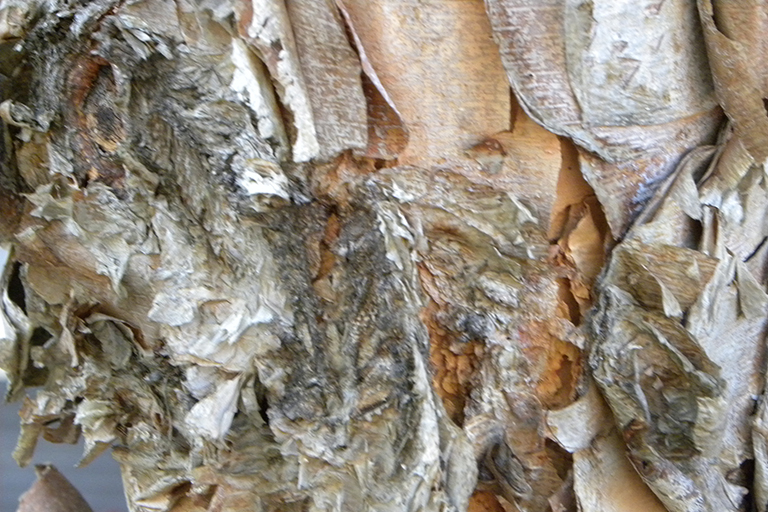 Close up of a tree trunk with white and tan flaky bark.