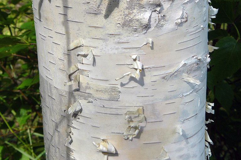 Close up of a tree trunk with white bark.