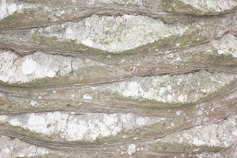 Close up of palm tree trunk.