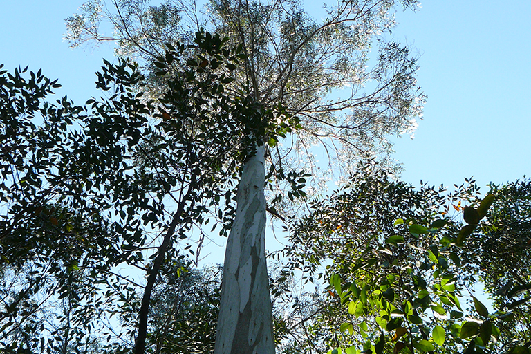 Canopy of trees viewed from below.