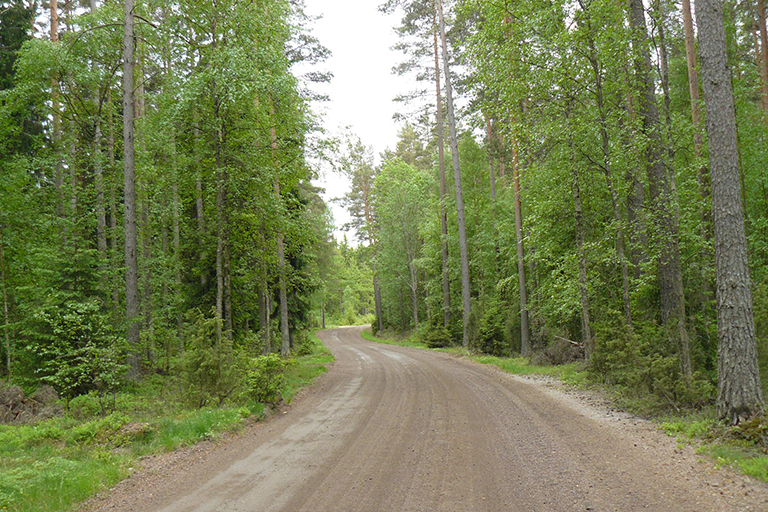 Trees line either side of a dirt road.