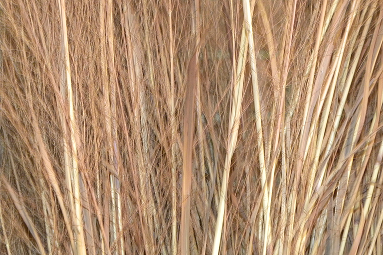 Several blades of a brown grass.