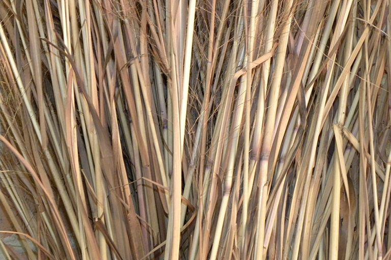Several blades of a brown grass.