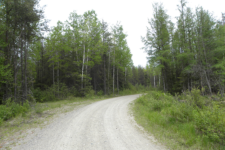Trees line both sides of a gravel road.