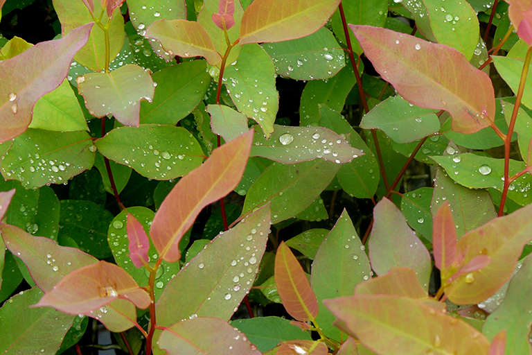 Red and green leaves with dew.