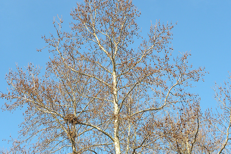 Deciduous tree canopy without leaves.