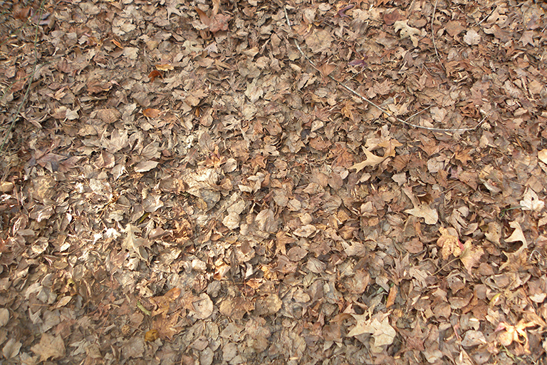 Brown leaves on the ground.