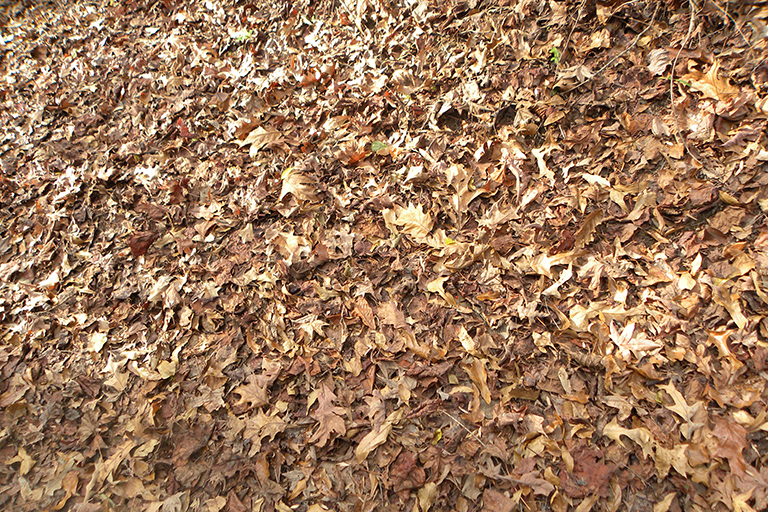 Brown leaves on the ground.