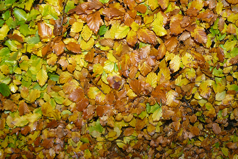 Yellow, brown, and green leaves.