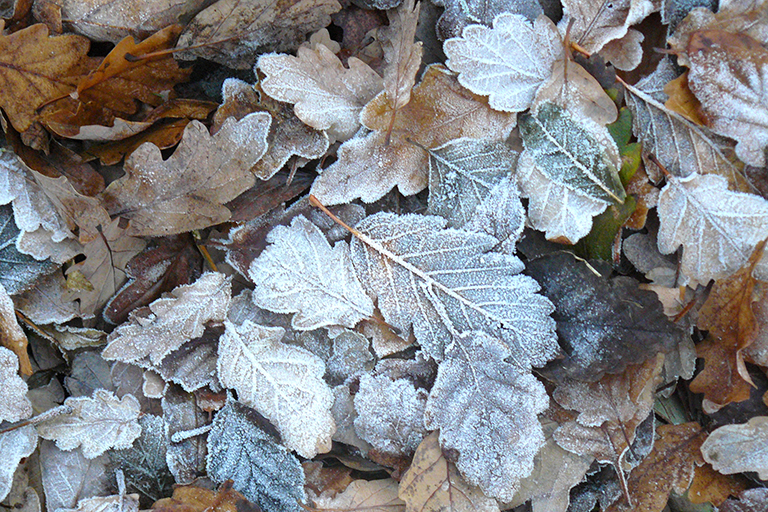 Fallen leaves, several with frost covering them.