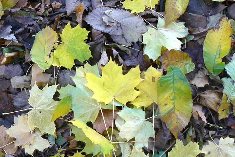 Fallen yellow, brown, and green leaves.