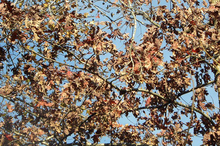 Leaves turning red and brown on a tree.