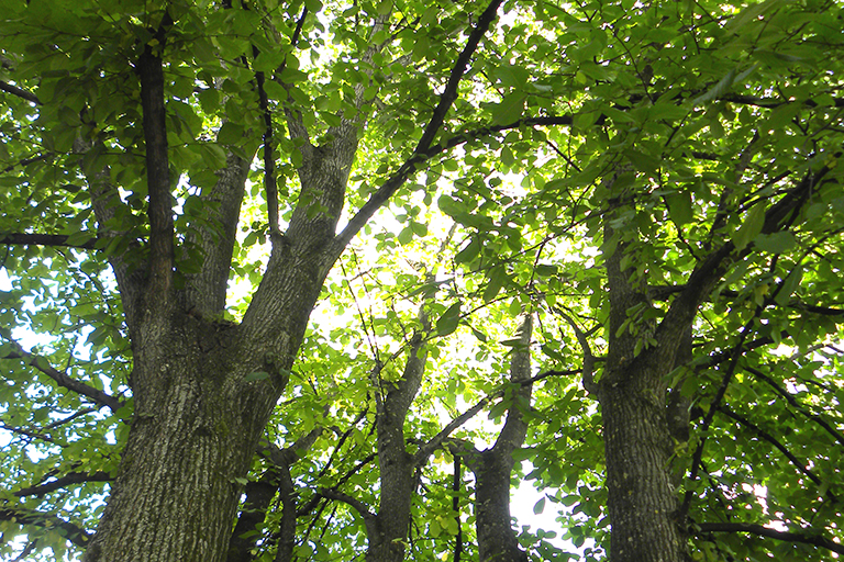 The canopy of several trees viewed from the ground.