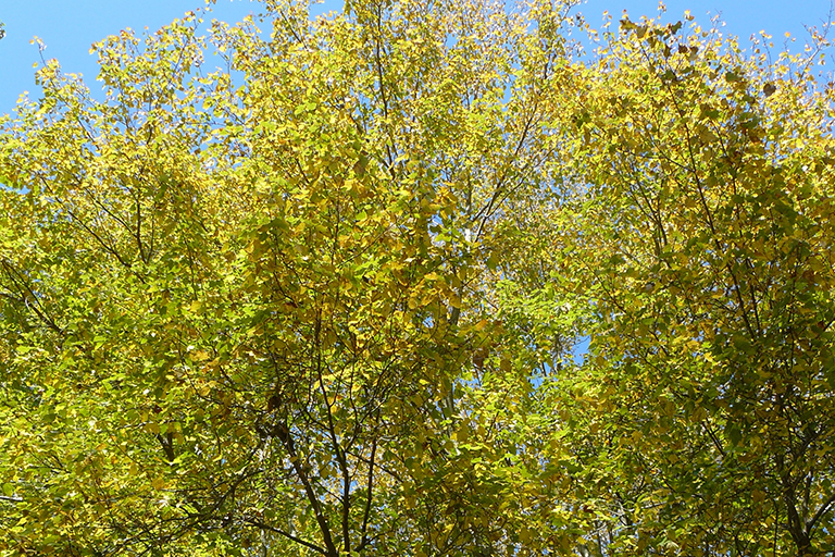 Yellow and green leaves on a tree.