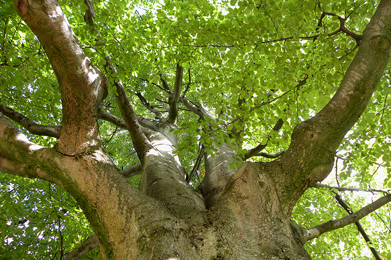 The canopy of a tree as viewed from the ground.