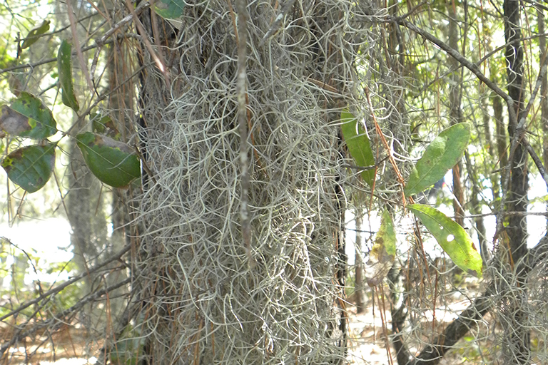 Spanish moss on a tree trunk.