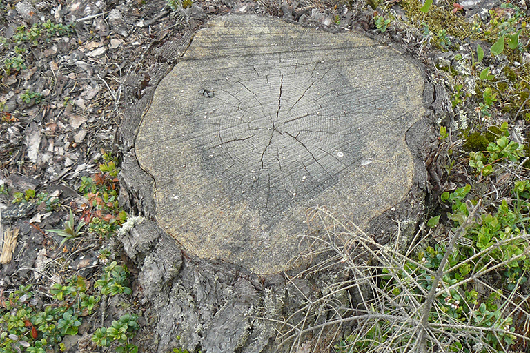 Tree trunk, cut near the ground.