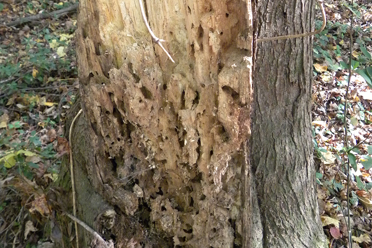 Inside of a tree trunk with holes eaten throughout.