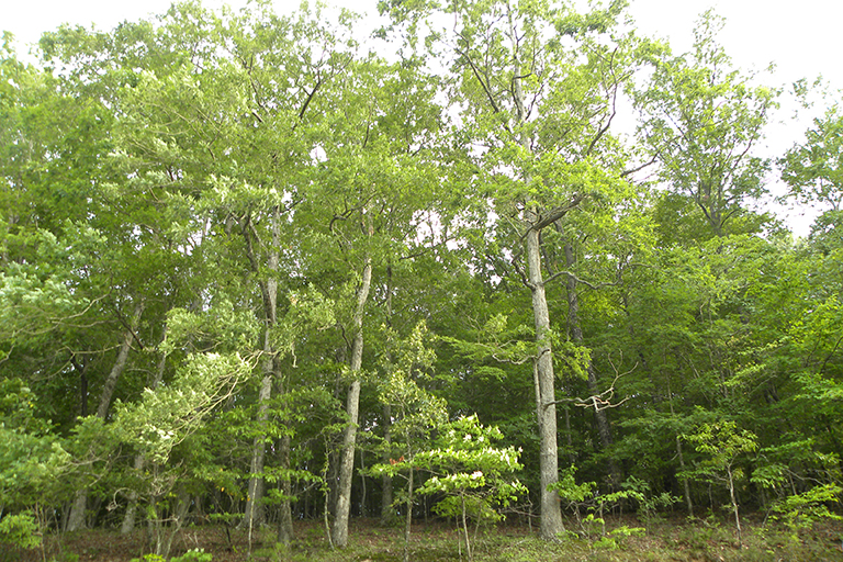 Trees in a wooded area.