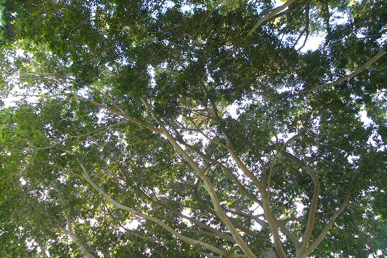 Tree canopies.