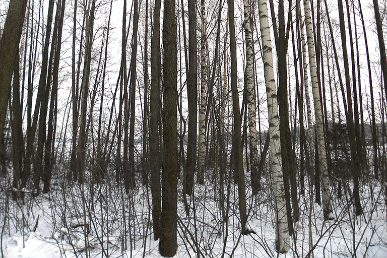 Group of deciduous trees without leaves in the snow.