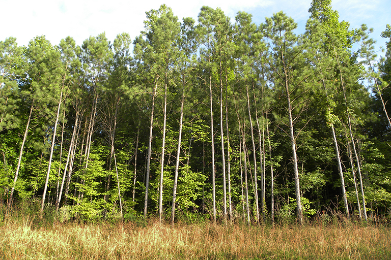 Tall trees at the edge of a wooded area.
