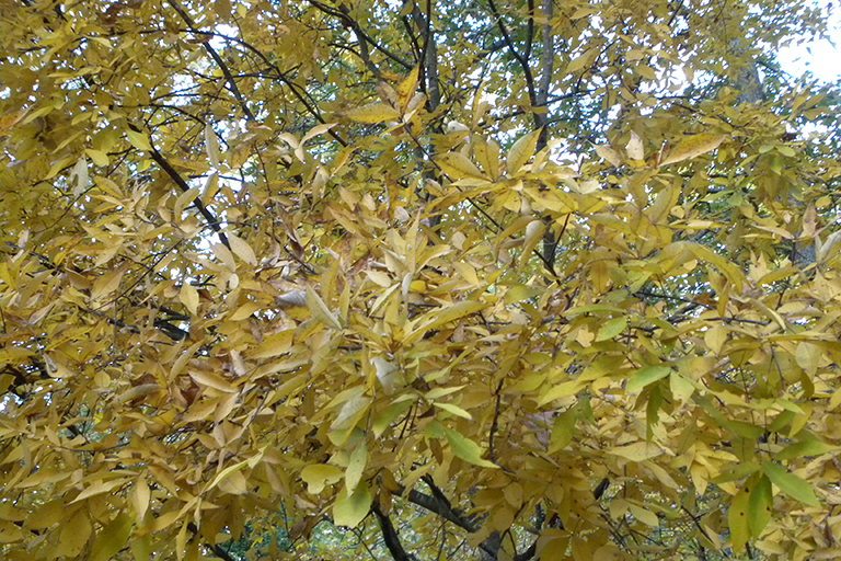Group of deciduous trees with yellow and green leaves.