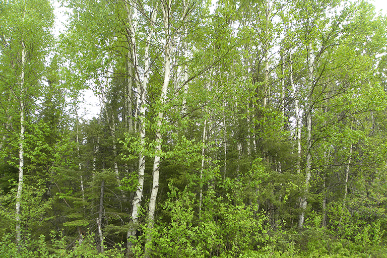 Group of deciduous trees.