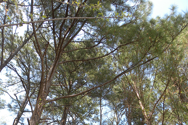 Tree canopies viewed from below.