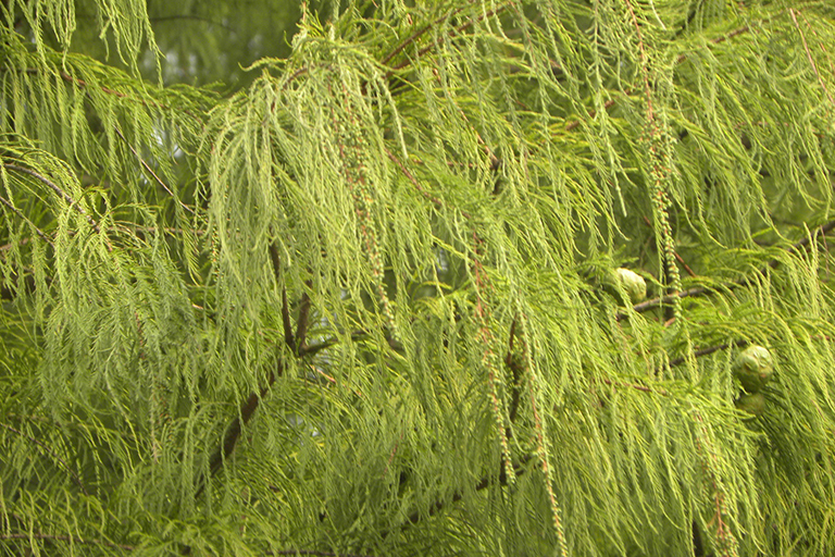 Evergreen tree needles, close up.