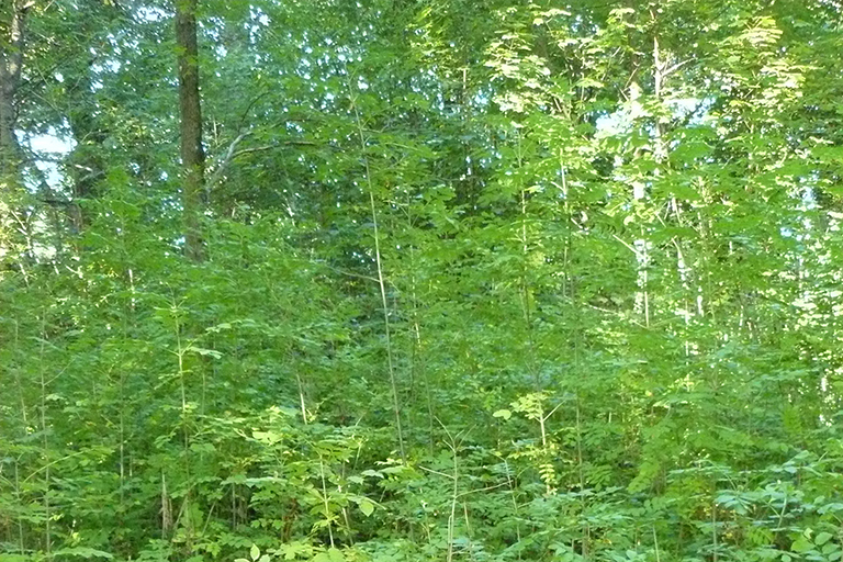 Group of trees in a wooded area.