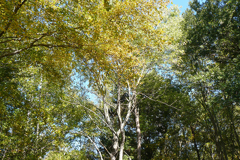 Group of trees with yellow and green leaves.