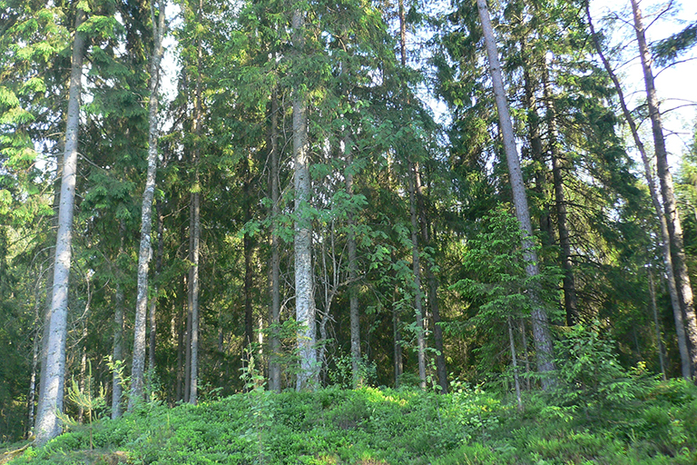 Group of deciduous trees in a forested area.