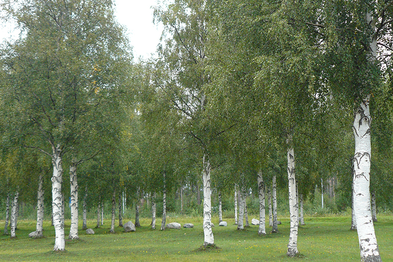 Group of deciduous trees with white trunks.